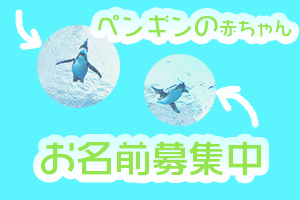 赤ちゃんペンギンの名付け親募集