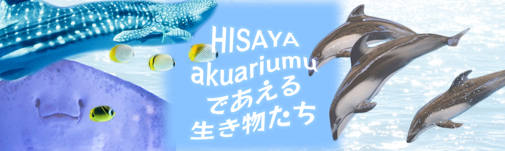水族館の生き物たち