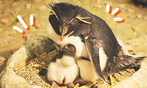 ペンギンの赤ちゃん